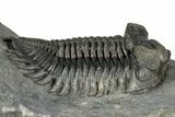 Bug-Eyed Coltraneia Trilobite Fossil - Ofaten, Morocco #355763-2